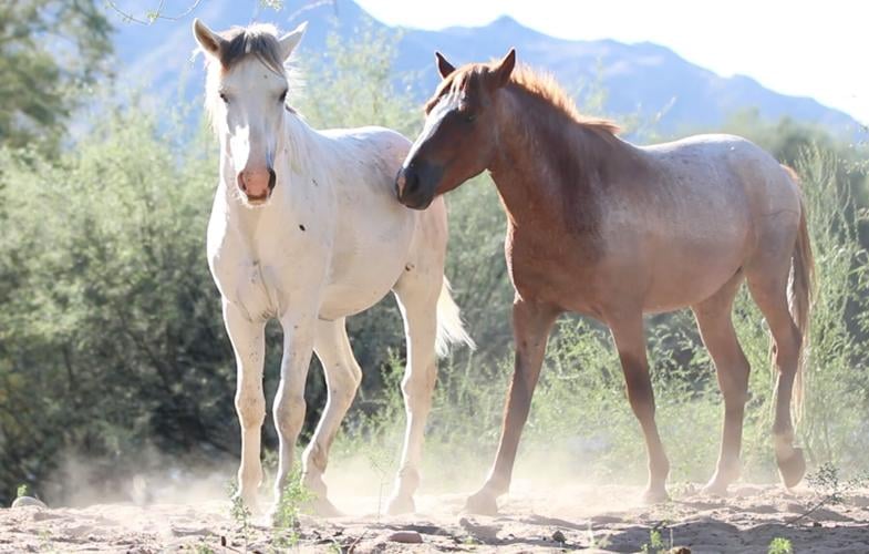 Tucson Speaks Out: August 19