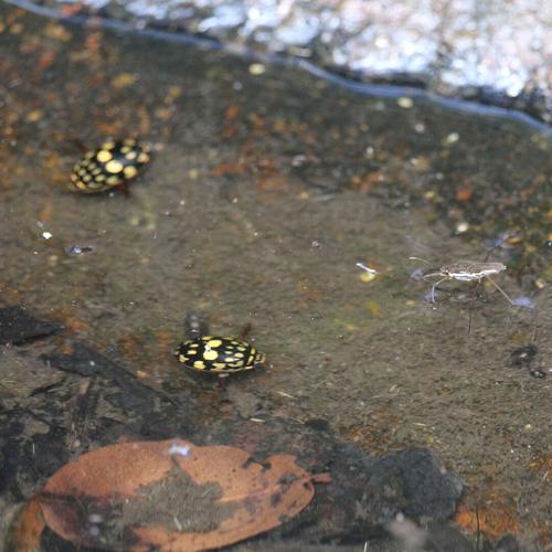 Beyond the Surface: Life Inside a Spring