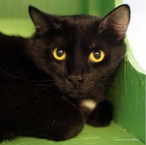 Adopt a friend: Rapscallion