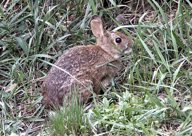 'Peter Cottontail' hopping down a much-troubled trail    