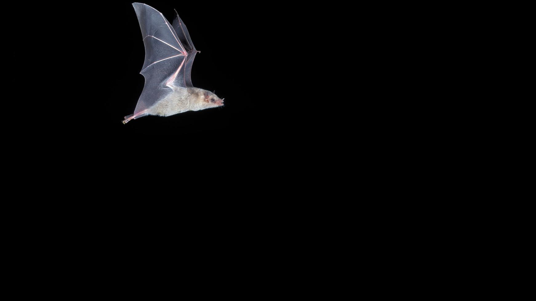 Endangered Mexican Bat Spotted in Arizona for First Time
