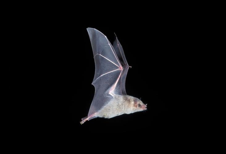 rare-bats