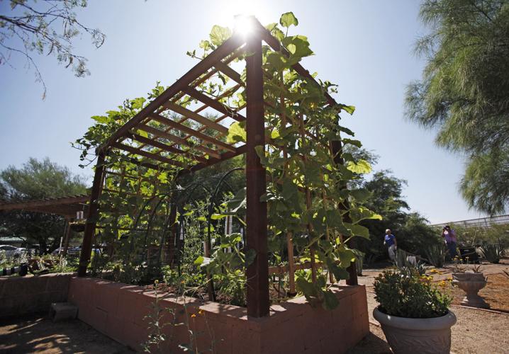 All-America Selections garden