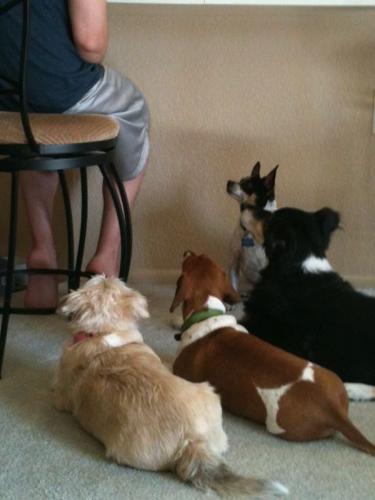 Happy National Dog Day!