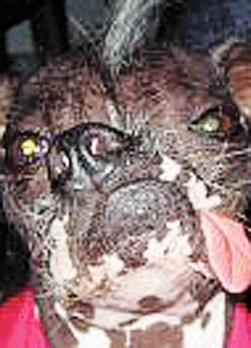 Vote theft mars ugly-dog contest  