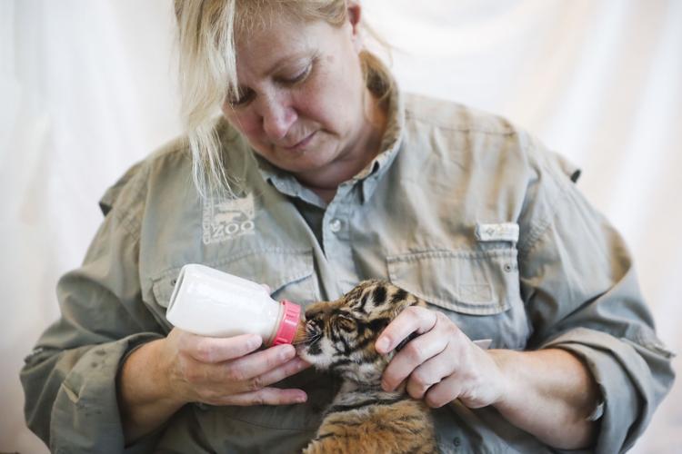 Cincinnati Zoo Tiger Cubs