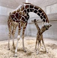 Giraffe born at Tucson's Reid Park Zoo Monday stands 6 feet fall