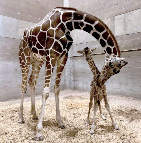 New giraffe born at Tucson's Reid Park Zoo