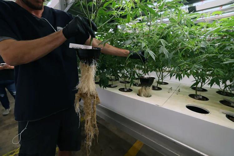 Arizona company pioneers aeroponic cannabis cultivation