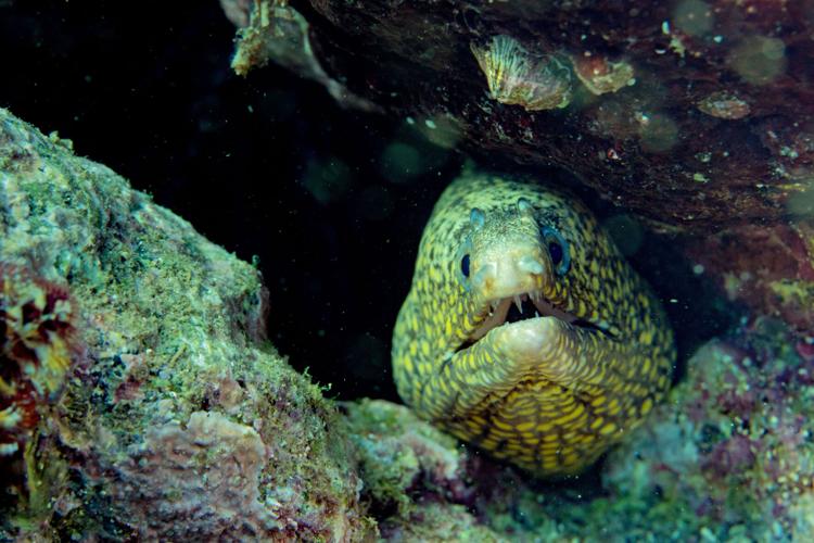 Night diving, San Carlos, Mex.