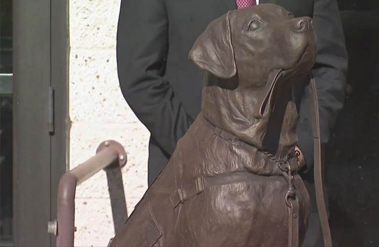 Sully the service dog