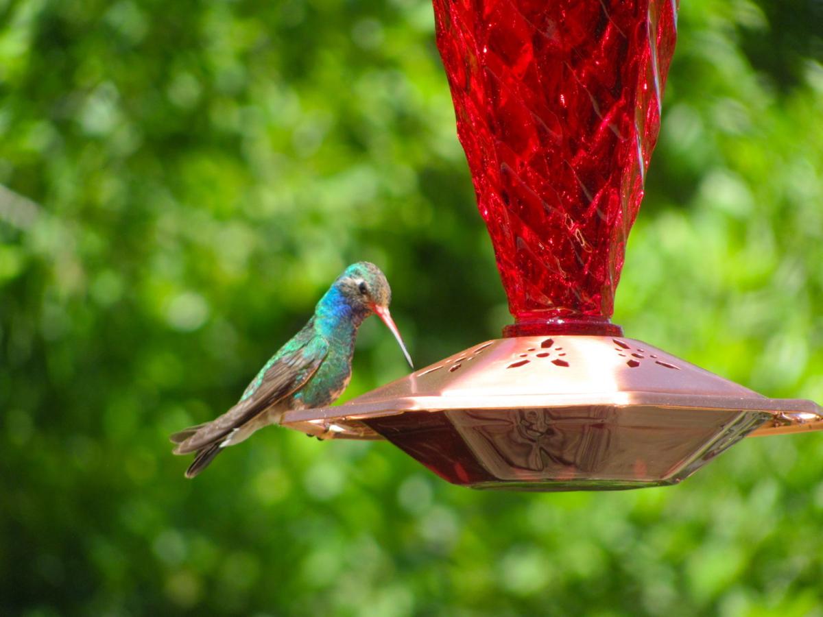 keep hummingbird feeders away from house cats local news keep hummingbird feeders away from house cats local news