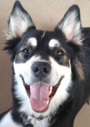 Happy National Dog Day!