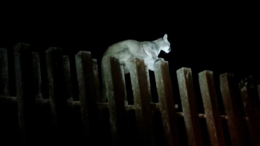 Mountain lion on border fence