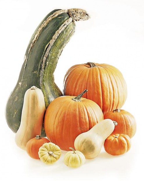 Glorious gourds: Pumpkins  