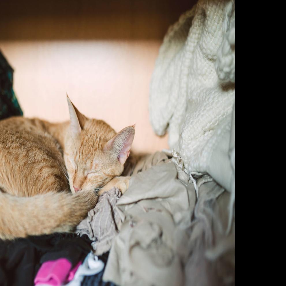 My Pet World Cat Peeing On Dirty Laundry Is Not Uncommon Feline