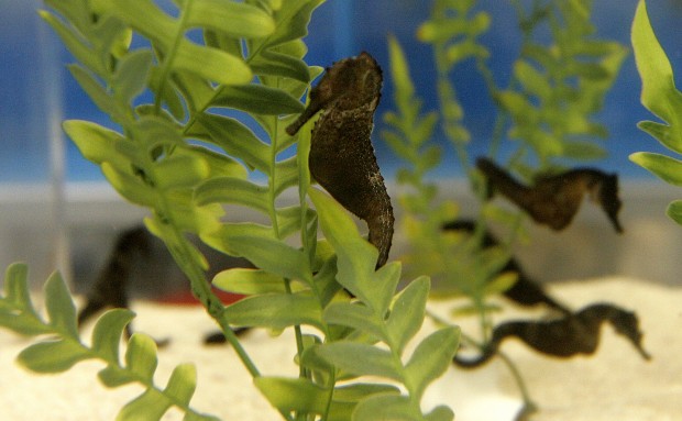 The Arizona-Sonora Desert Museum at 60 years old