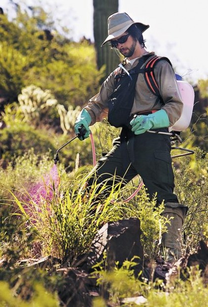 Invasive plant is in for a battle  