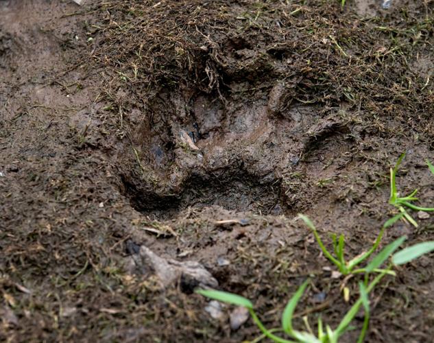 Wildlife cameras, Sky Island Alliance