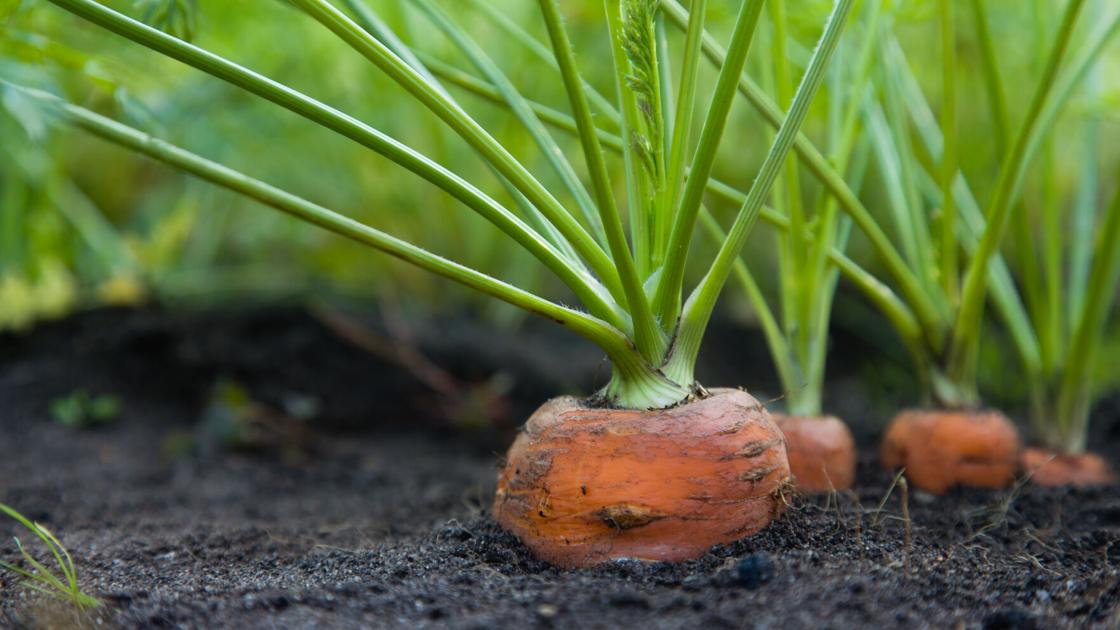 Plant nutrients: Strategies for your Tucson garden | Home & Garden Plant nutrients: Strategies for your Tucson garden | Home & Garden