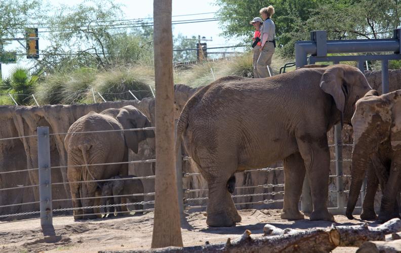 New Reid Park baby elephant