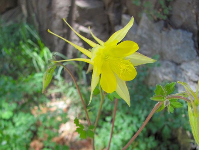 Golden columbine