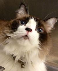 Fees reduced for older dogs at PACC this month