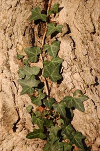 Vines challenge native oak in Oracle