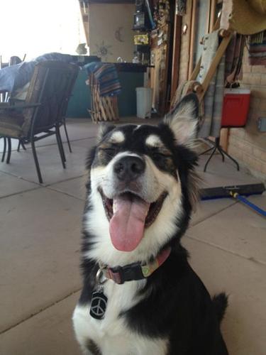 Happy National Dog Day!