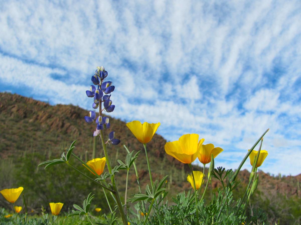 Lupines and poppies