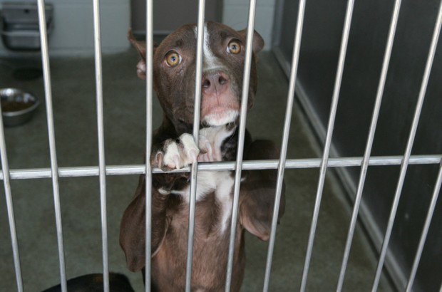 Shelters slash cost of adoptions to $5-10 for the next few weeks   