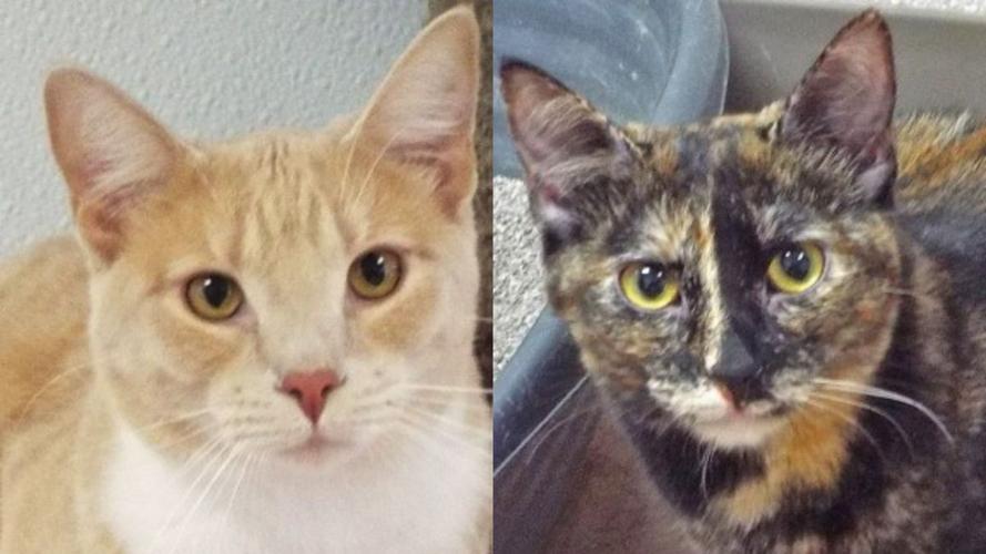 Adopt a friend: Freedom and Peace