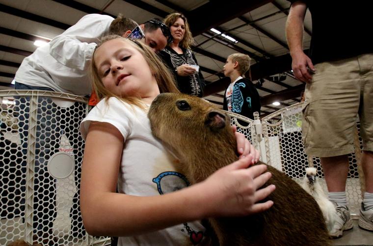 A friendly capybara