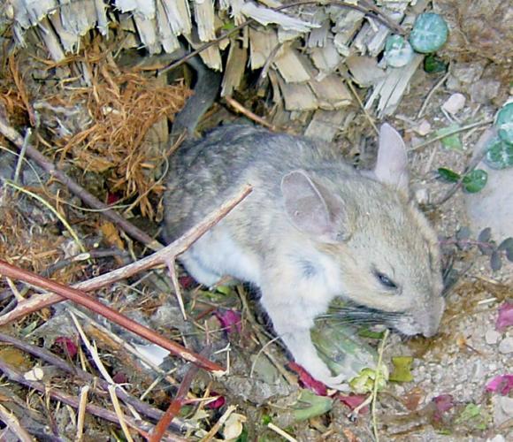 Breeding Season Leads to More Pack Rat Headaches for SaddleBrooke
