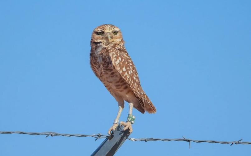Arizona solar farm becomes haven for burrowing owls