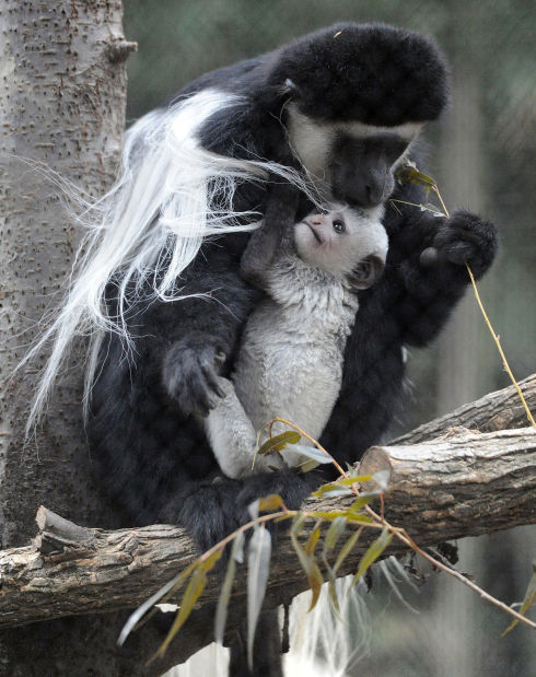 Animal shots of the week