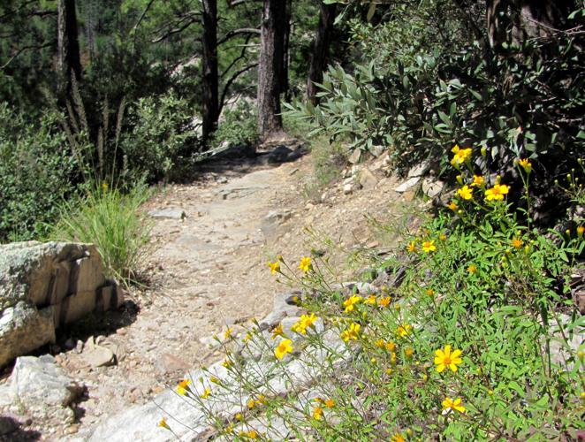 Wildflowers flank trail