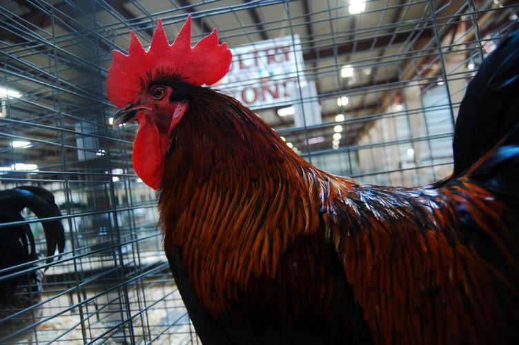 Pima County Fair's poultry show
