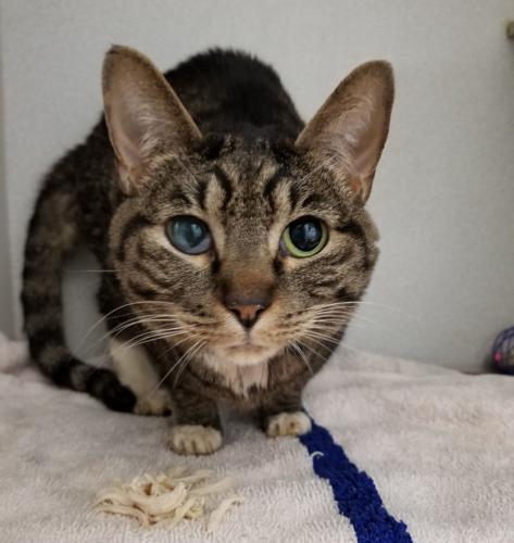 Adopt a friend: Cleo