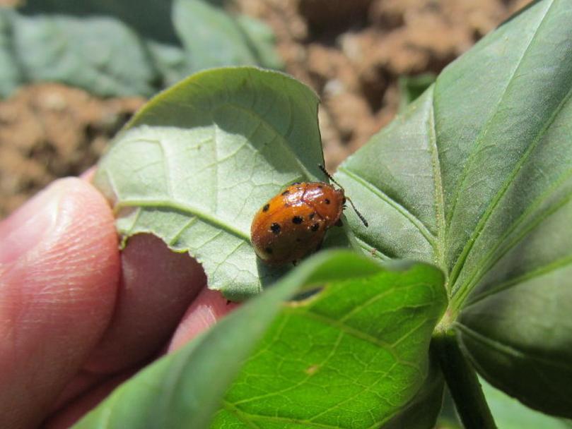 Tortoise Beetle Quick To Feed On Plants In Morning Glory Family Tucson Com