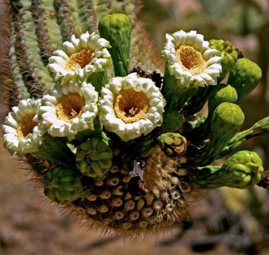 Saguaro flowers 