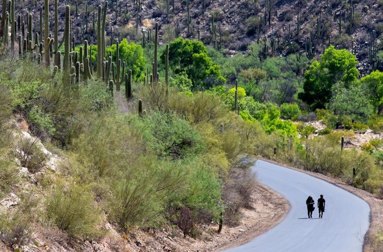 Sabino Canyon