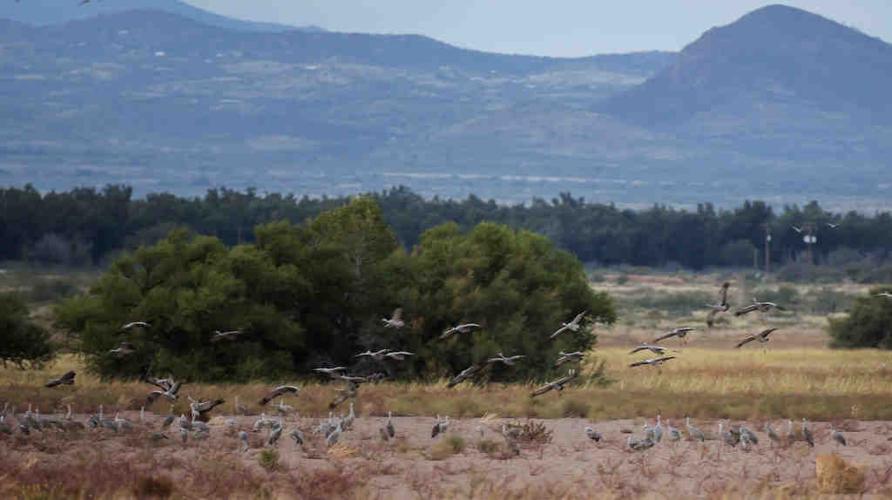Sandhill cranes in Arizona