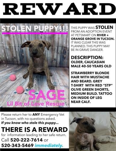 Puppy stolen near Marana