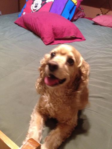 Happy National Dog Day!