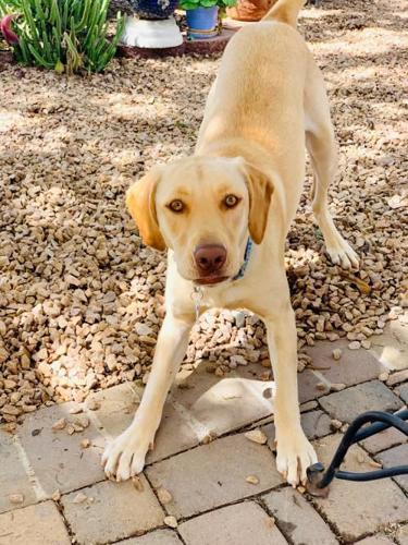 Adopt a friend: Lucy