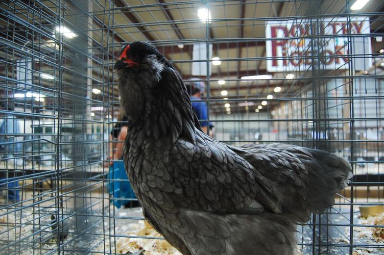 Pima County Fair's poultry show