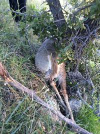 Dead deer found tied to tree in Catalinas