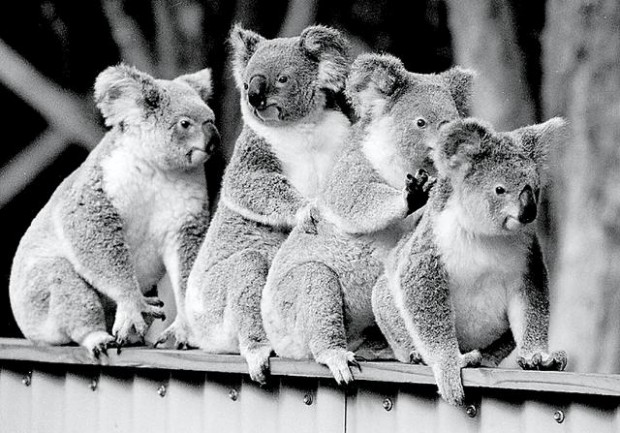 Koala overpopulation  