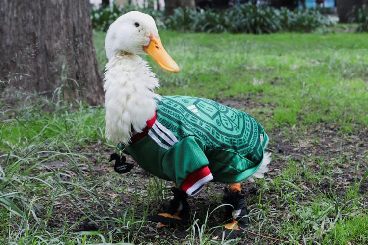 Merlin, the duck donning an 'El Tri' soccer jersey that turns heads across Mexico City